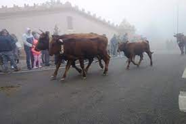 Festa della transumanza - Si sgavìta la montagna